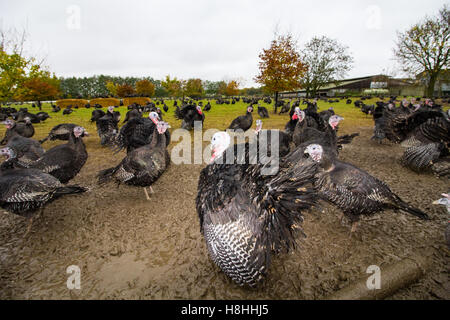 La Turquie est dans un champ clôturé dans l'Oxfordshire. Les dindes seront vendus pour les repas de Noël. Banque D'Images