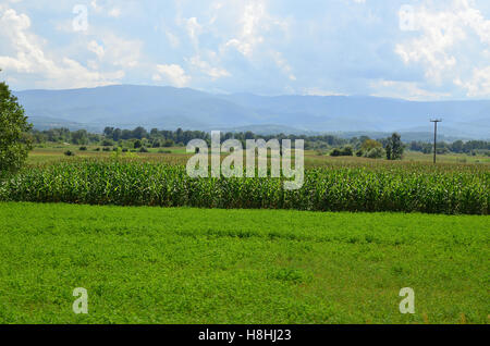 Paysage de champ de maïs avec de l'herbe verte en face d'elle et montagne en arrière-plan sous ciel nuageux Banque D'Images