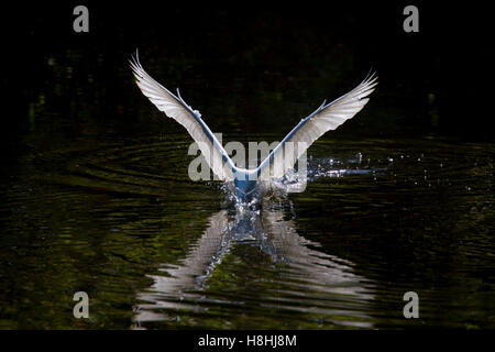 Grande Aigrette (Ardea alba) pêche, Six Mile Cypress Slough Preserve, Fort Myers, Floride, USA Banque D'Images