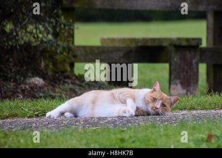 Le gingembre et le chat blanc, l'accent sur l'appareil photo mais rouler sur la chaussée Banque D'Images