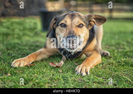 Chien de mâcher un os tout en posées en dehors sur l'herbe, c'est un bâtard de race croisée Banque D'Images