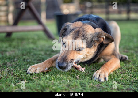 Chien de mâcher un os tout en posées en dehors sur l'herbe, c'est un bâtard de race croisée Banque D'Images