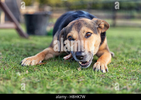 Chien de mâcher un os tout en posées en dehors sur l'herbe, c'est un bâtard de race croisée Banque D'Images