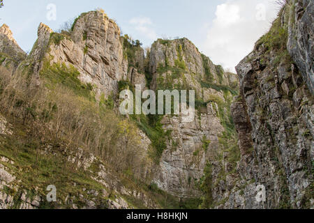 À la recherche jusqu'au falaises de Cheddar Gorge. De hautes falaises calcaires dans la région de canyon dans la colline Mendip dans Somerset, England, UK Banque D'Images