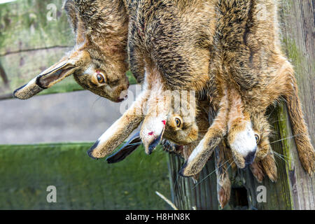 European brown hare pendaison après un jeu dur Banque D'Images