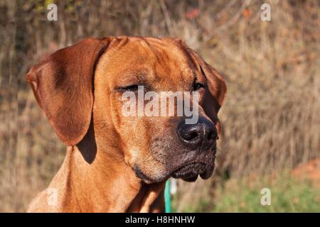 Yeux de chien triste. Le Rhodesian Ridgeback portrait. Beau portrait de chien Rhodesian Ridgeback. Regarder dans les yeux du chien. Banque D'Images