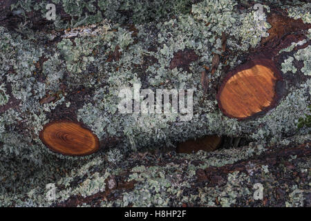Bois de tronc de l'arbre couvert de lichens. Banque D'Images