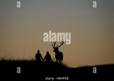 Garçon et fille marche main dans la main à côté de la silhouette d'un cerf rouge cerf contre un ciel coucher de soleil rouge. Richmond Park, Londres Banque D'Images