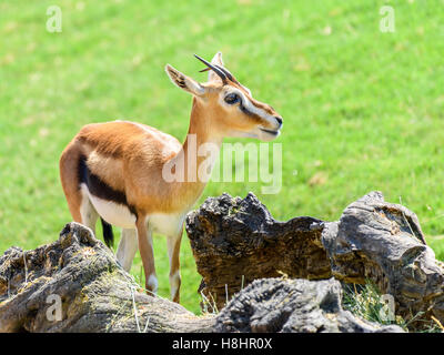 La gazelle de Thomson d'Afrique (Eudorcas Thomsonii) Banque D'Images