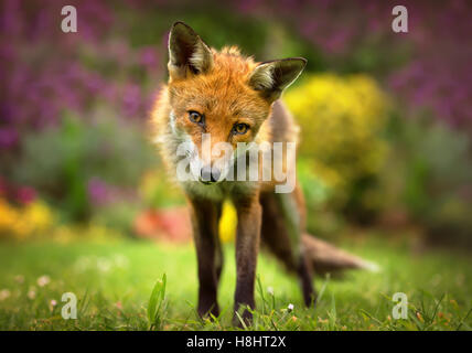 Portrait de Red Fox Banque D'Images