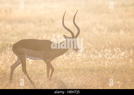 Impala Aepyceros melampus ou Rooibok, homme, à proximité avec la tête relevée, tôt le matin, la lumière de l'Afrique Kenya Laikipia Banque D'Images