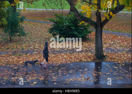 Londres : Wandsworth Common - fonctionnant avec un animal de compagnie Greyhound en automne Banque D'Images