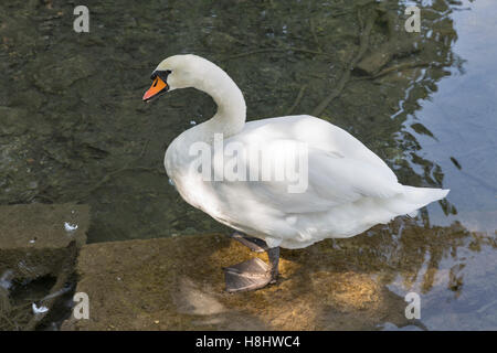 White Swan Gros plan sur le lac de Bled en Slovénie Banque D'Images