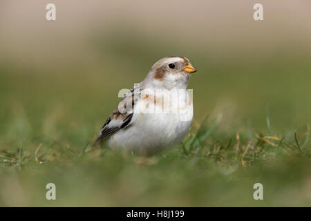 Bruant des neiges Plectrophenax nivalis visiteur hivernal se nourrissant d'herbe par des dunes de sable de la côte Banque D'Images