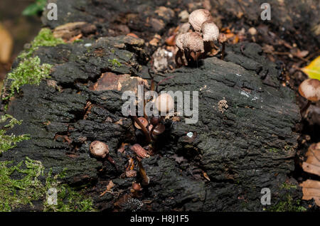 FORET DE STE BAUME, CHAMPIGNONS, VAR 83 FRANCE Banque D'Images