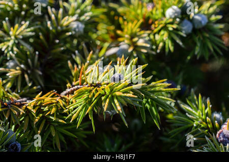 FORET DE STE BAUME, GENEVRIER COMMUN, VAR 83 FRANCE Banque D'Images