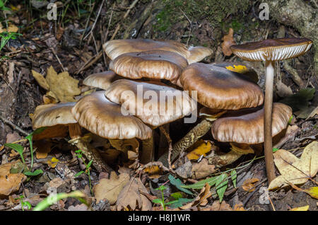 FORET DE STE BAUME, CHAMPIGNONS, VAR 83 FRANCE Banque D'Images