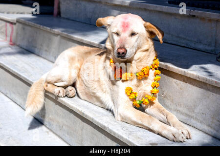 Orné de fleurs et de chien pour la tikka festival Tihar à Katmandou, Népal Banque D'Images