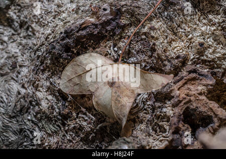 FORET DE STE BAUME, FEUILLE MORTE, VAR 83 FRANCE Banque D'Images