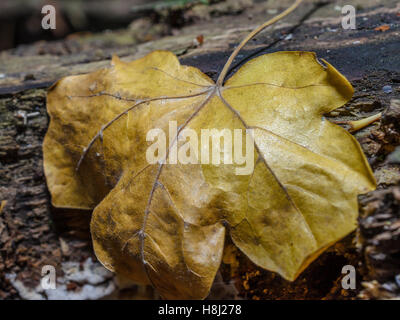 FORET DE STE BAUME, FEUILLES MORTES, VAR 83 FRANCE Banque D'Images