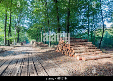 Sentier de randonnée dans le parc national de Veluwe néerlandais avec pile de troncs sciés Banque D'Images