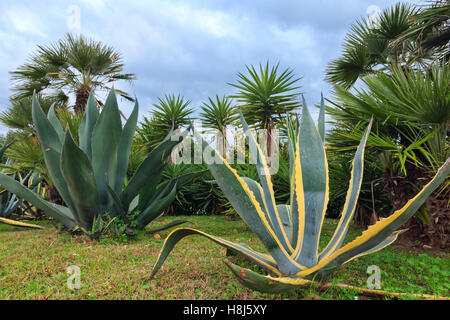 Plantes d'Agave soumission et de palmiers et ciel nuageux derrière. Banque D'Images