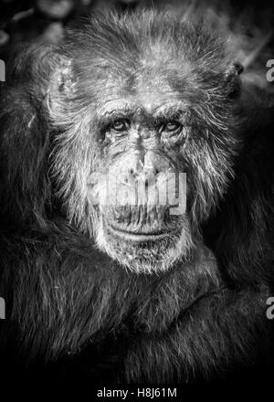 Portrait photographique monochrome d'un vieux mâle chimpanzé Banque D'Images