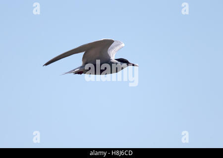 Guifette moustac (Chlidonias hybrida) en vol, le Delta du Danube, en Roumanie. Banque D'Images