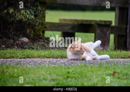 Quelque chose a attrapé un cat's attention tout en roulant autour de la chaussée Banque D'Images