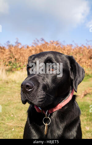 Labrador noir. Angleterre, Royaume-Uni Banque D'Images