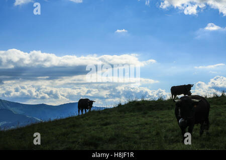 Vaches alpines, vue du Prarion Banque D'Images