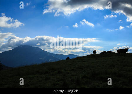 Vaches alpines, vue du Prarion Banque D'Images