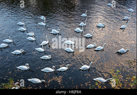 Les Cygnes tuberculés sur la rivière Severn, Worcester, Worcestershire, Angleterre, RU Banque D'Images