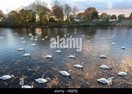 Les Cygnes tuberculés sur la rivière Severn, Worcester, Worcestershire, Angleterre, RU Banque D'Images