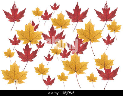 Feuilles d'érable rouge et jaune isolé sur fond blanc Banque D'Images