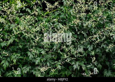 Armoise Artemisia lactiflora blanc spray Guizhou fleurs parfumées musc fleurs de couleur brun-rouge, noir-vert tiges ferny quitte Banque D'Images