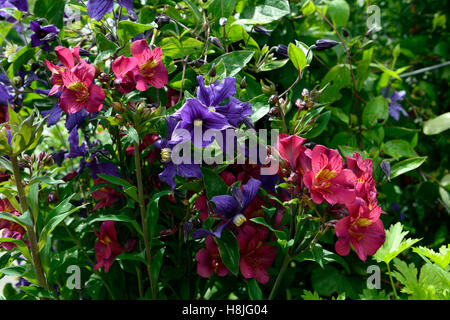 Clematis macropetala alstroemeria rose bleu fleurs plantes vivaces mixte mélange combinaison climber bed border RM Flor Banque D'Images