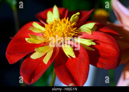 Ann breckenfelder dahlia Collarette genre Dahlias fleurs rouge écarlate collier jaune fleur fleurs vivaces à fleurs floral RM Banque D'Images