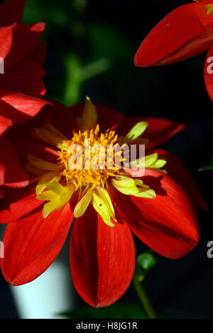 Ann breckenfelder dahlia Collarette genre Dahlias fleurs rouge écarlate collier jaune fleur fleurs vivaces à fleurs floral RM Banque D'Images