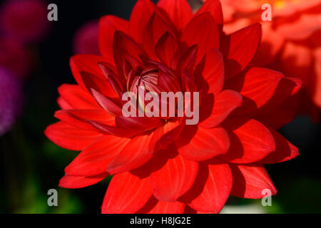 dahlia taratahi rubis dahlias magenta rose fleurs rouges Floraison vivace RM Floral Banque D'Images