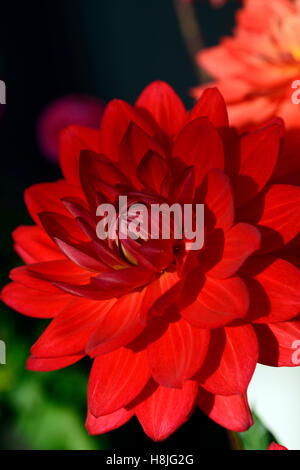 dahlia taratahi rubis dahlias magenta rose fleurs rouges Floraison vivace RM Floral Banque D'Images