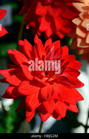 dahlia taratahi rubis dahlias magenta rose fleurs rouges Floraison vivace RM Floral Banque D'Images