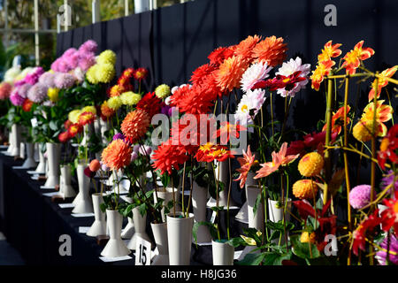 Dahlias cactus dahlia show display affiche jardin botanique national compétition mixte mélange floral RM Dublin Banque D'Images