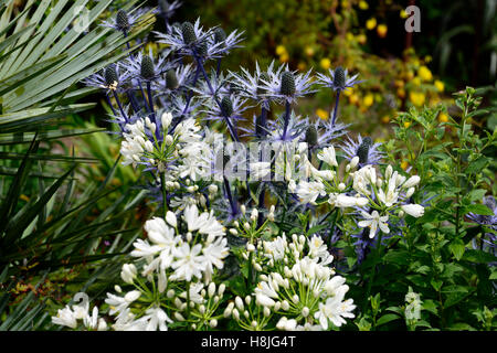 Eryngium giganteum agapanthus blanc bleu Floraison fleurs plantation mixte mix vivaces lit régime contraste Floral RM Banque D'Images