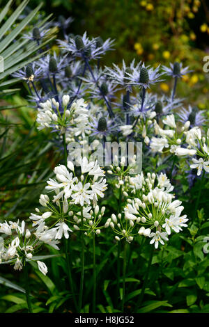 Eryngium giganteum agapanthus blanc bleu Floraison fleurs plantation mixte mix vivaces lit régime contraste Floral RM Banque D'Images