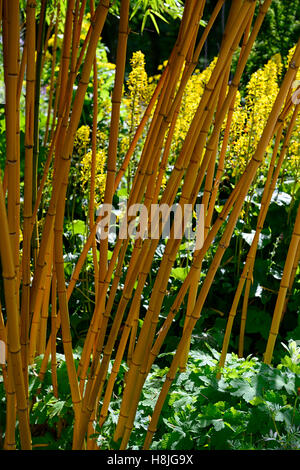 Phyllostachys aureosulcata aureocaulis tige jaune doré bambou bambous Crookstem couleur attrayante plante jardin floral RM Banque D'Images