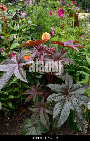 Ricinus communis feuilles sombres ricin feuillage toxique Toxique mélange exotique mxied schéma de plantation jardin floral RM Banque D'Images