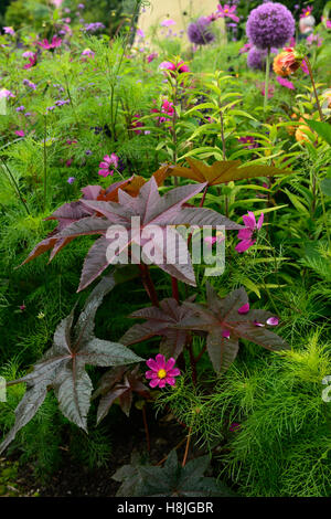 Ricinus communis feuilles sombres ricin feuillage toxique Toxique mélange exotique mxied schéma de plantation jardin floral RM Banque D'Images