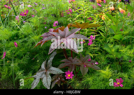 Ricinus communis feuilles sombres ricin feuillage toxique Toxique mélange exotique mxied schéma de plantation jardin floral RM Banque D'Images