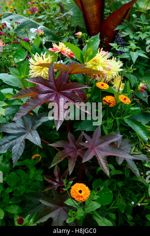 Ricinus communis feuilles sombres ricin feuillage toxique Toxique mélange exotique mxied schéma de plantation jardin floral RM Banque D'Images